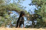 ROTTWEILER 043